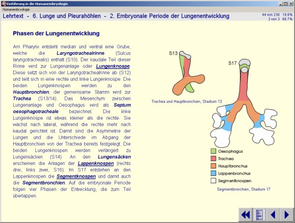 Beispiel 2 der CD 'Humanembryologie', 2. Auflage