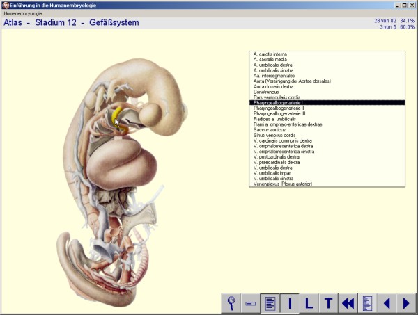 Beispiel 3 der CD 'Humanembryologie', 2. Auflage